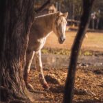 Foto del cavallo Corallo