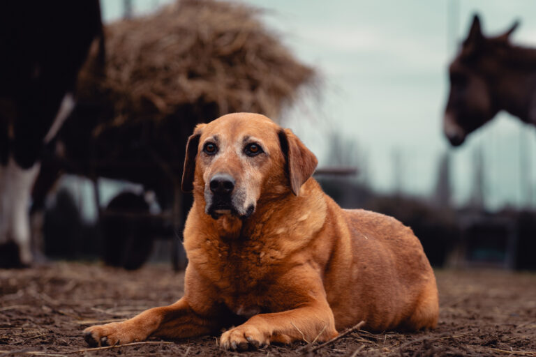 cane fulvo che osserva la camera