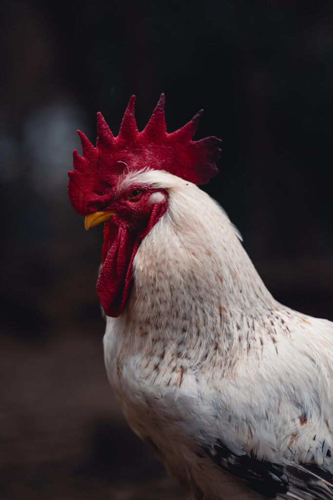 Foto di Punk