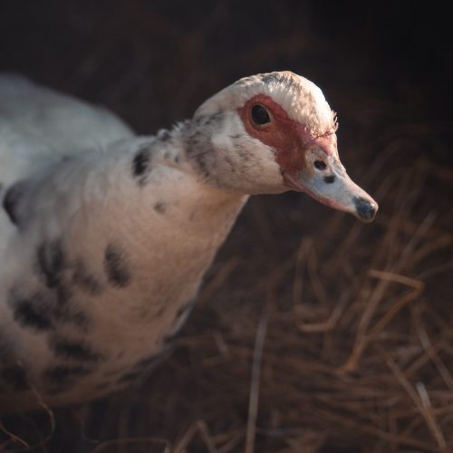 una papera illuminata dai raggi del sole guarda in camera